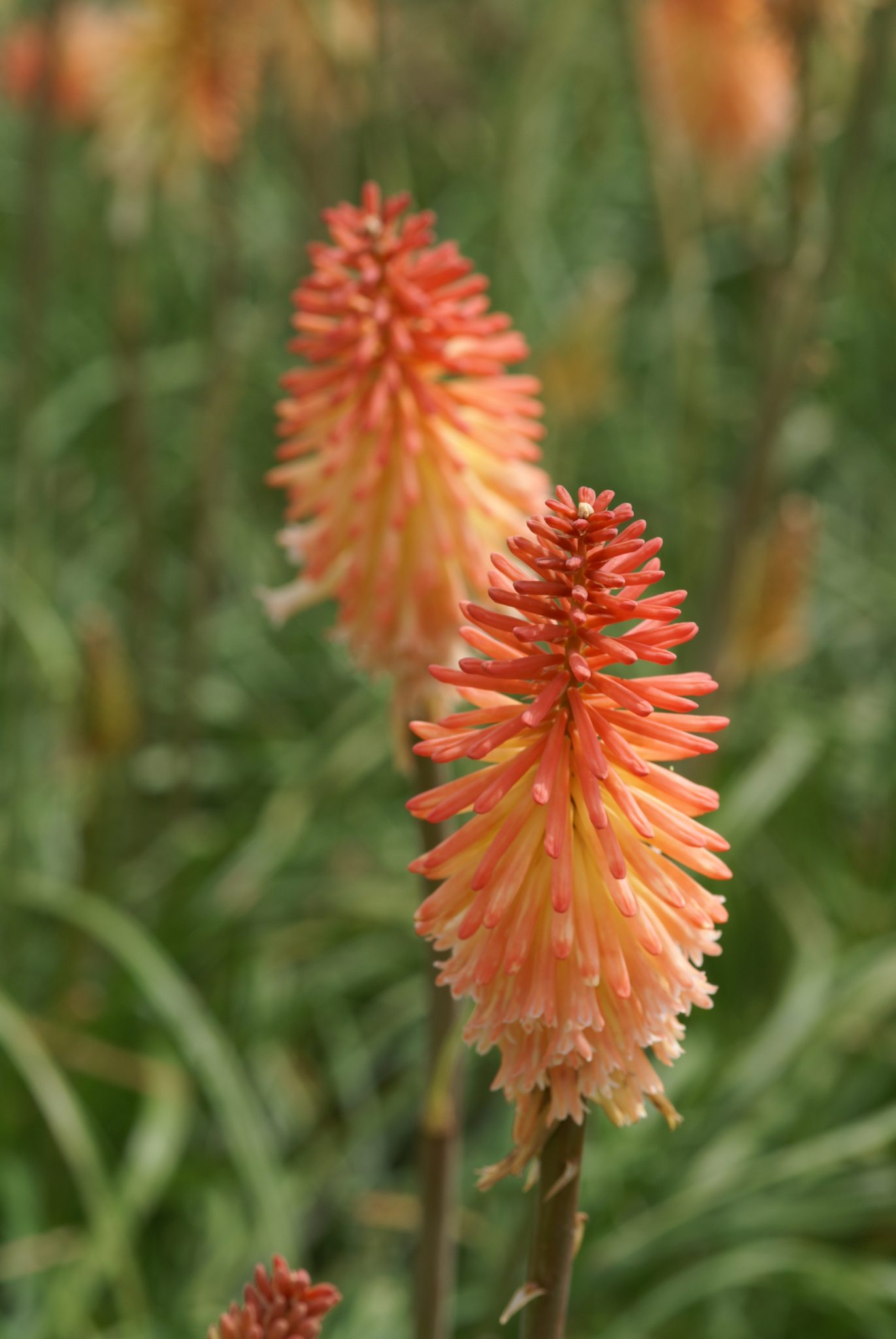 Kniphofia 'Cotton Candy'